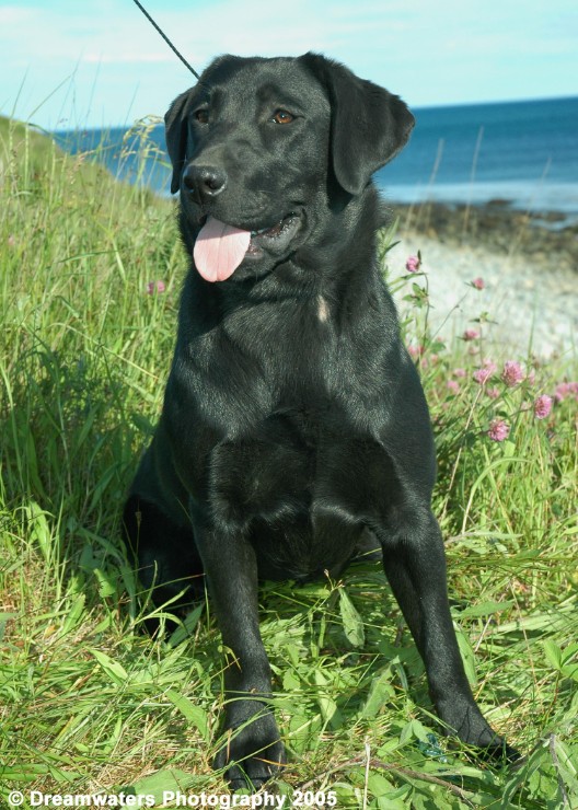 Mutt Sitting 1.jpg